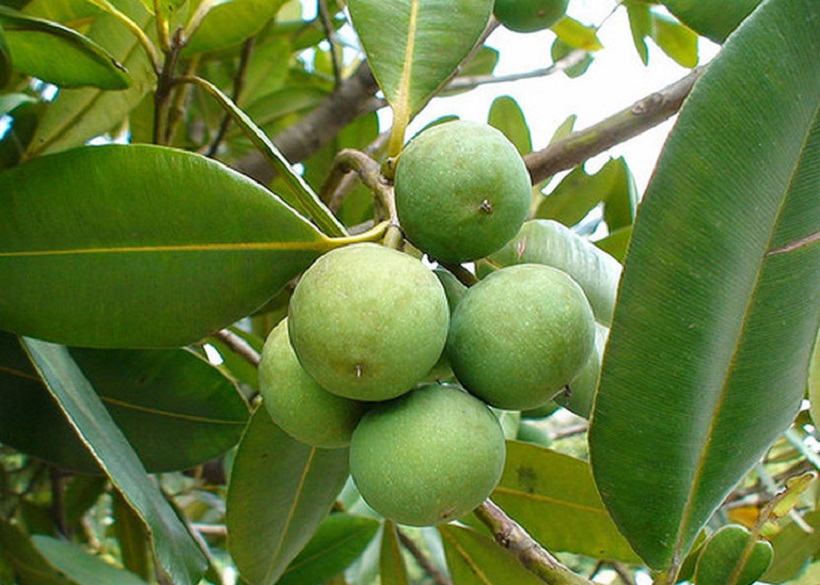 Kinh nghiệm dân gian dùng dầu mù u trị vết thương hở, có nên áp dụng không?